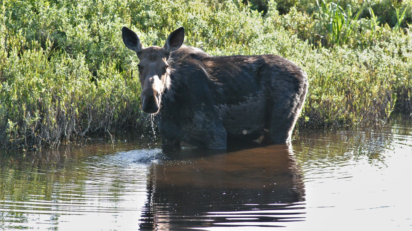 Nikon D80 sample photo. Moose, wet, eating photography
