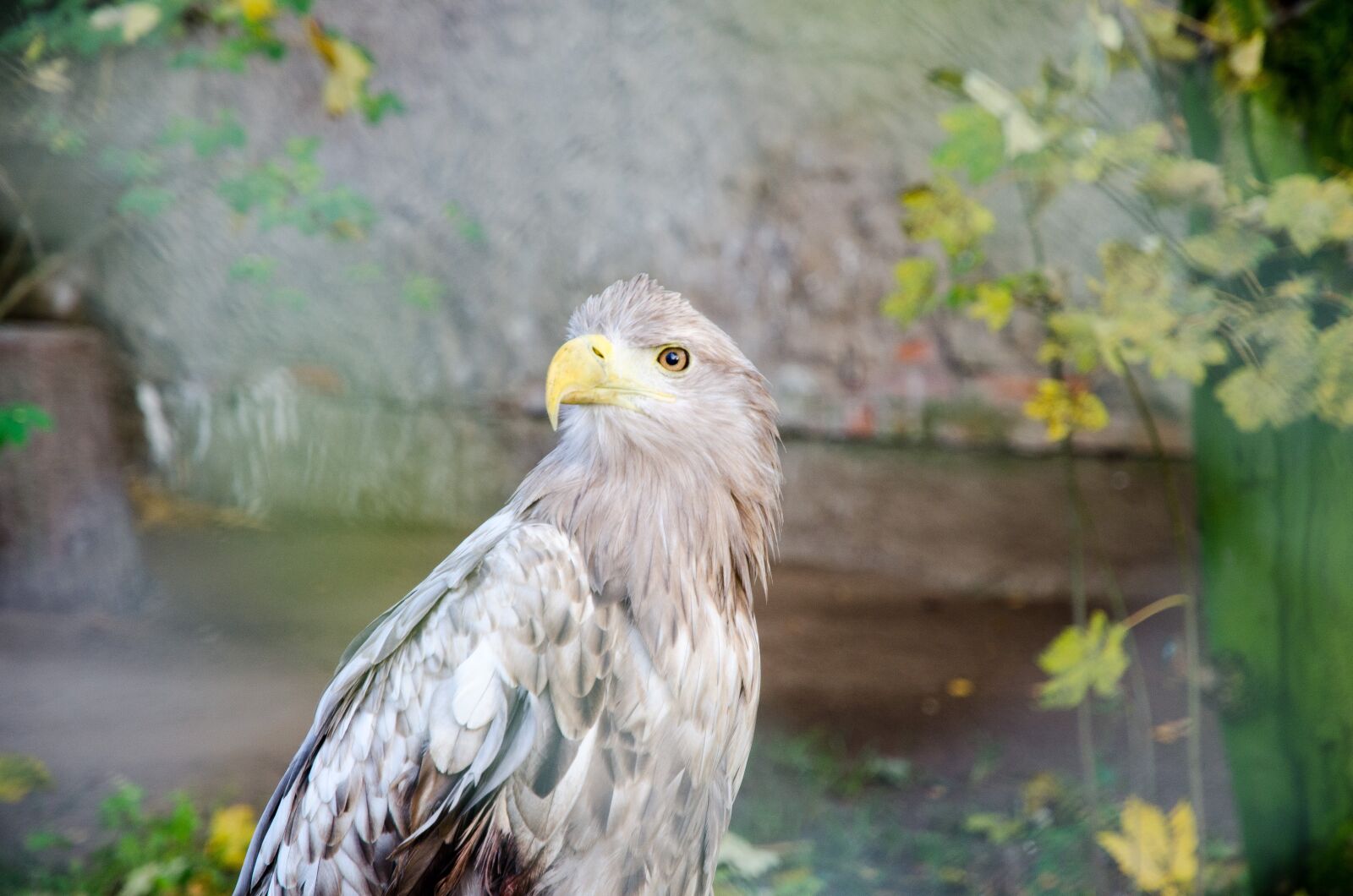 Nikon D7000 sample photo. Bird, animal, eagle photography
