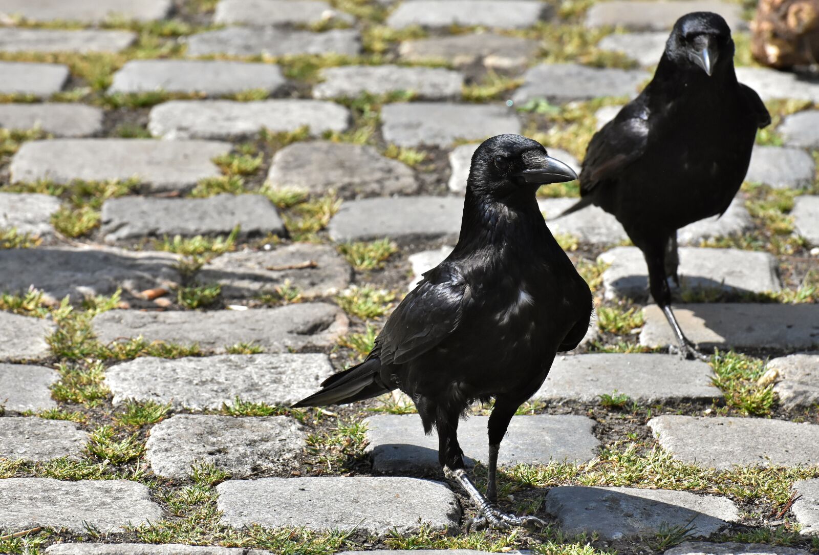 Nikon D7200 sample photo. Crow, raven bird, raven photography