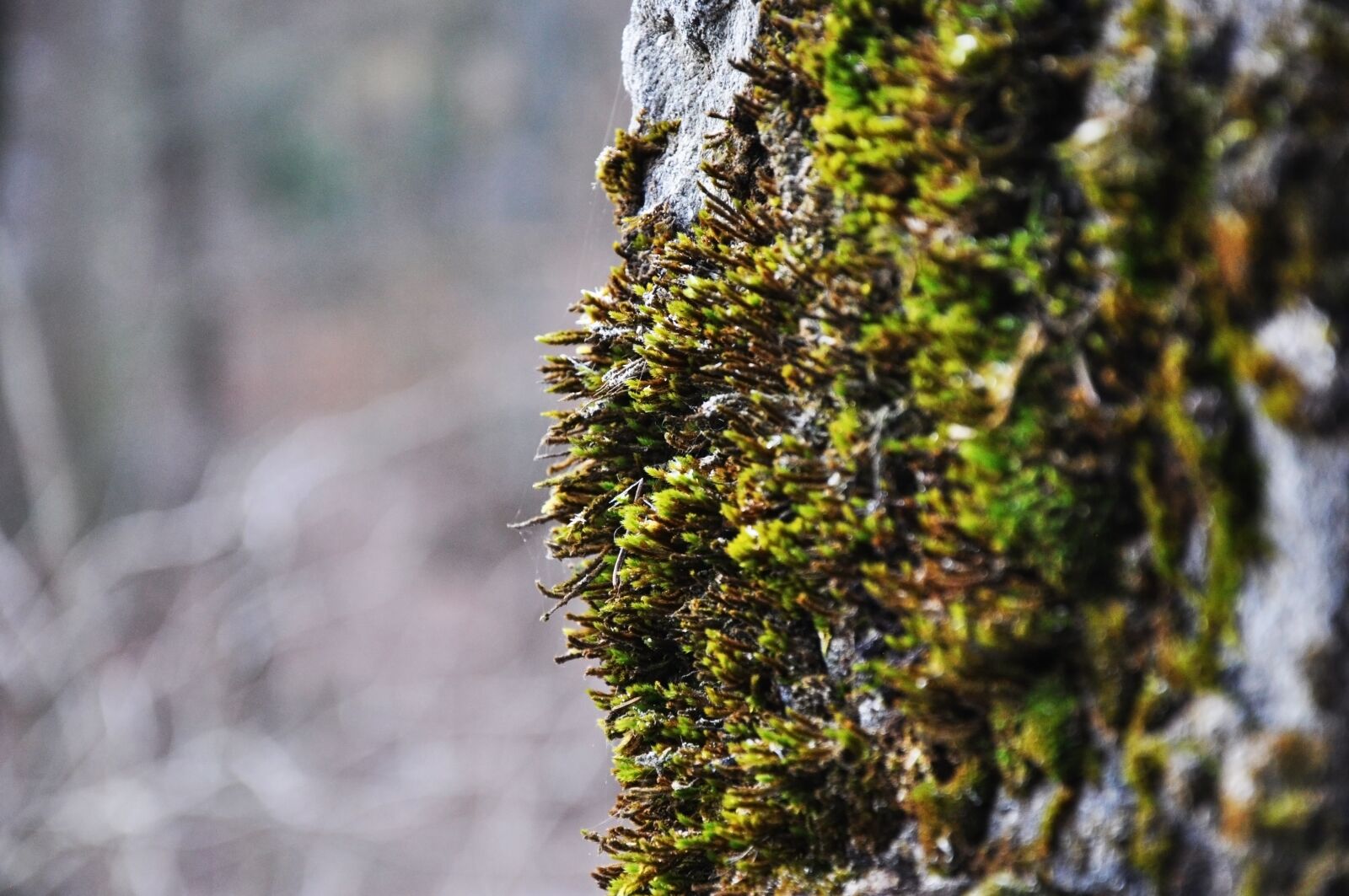 Nikon D5000 sample photo. Tree, green, forest photography