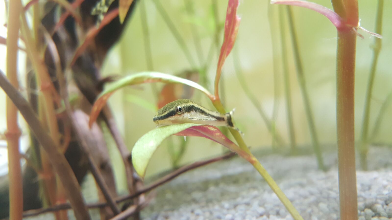 Samsung Galaxy S6 sample photo. Aquarium, fish, toy photography