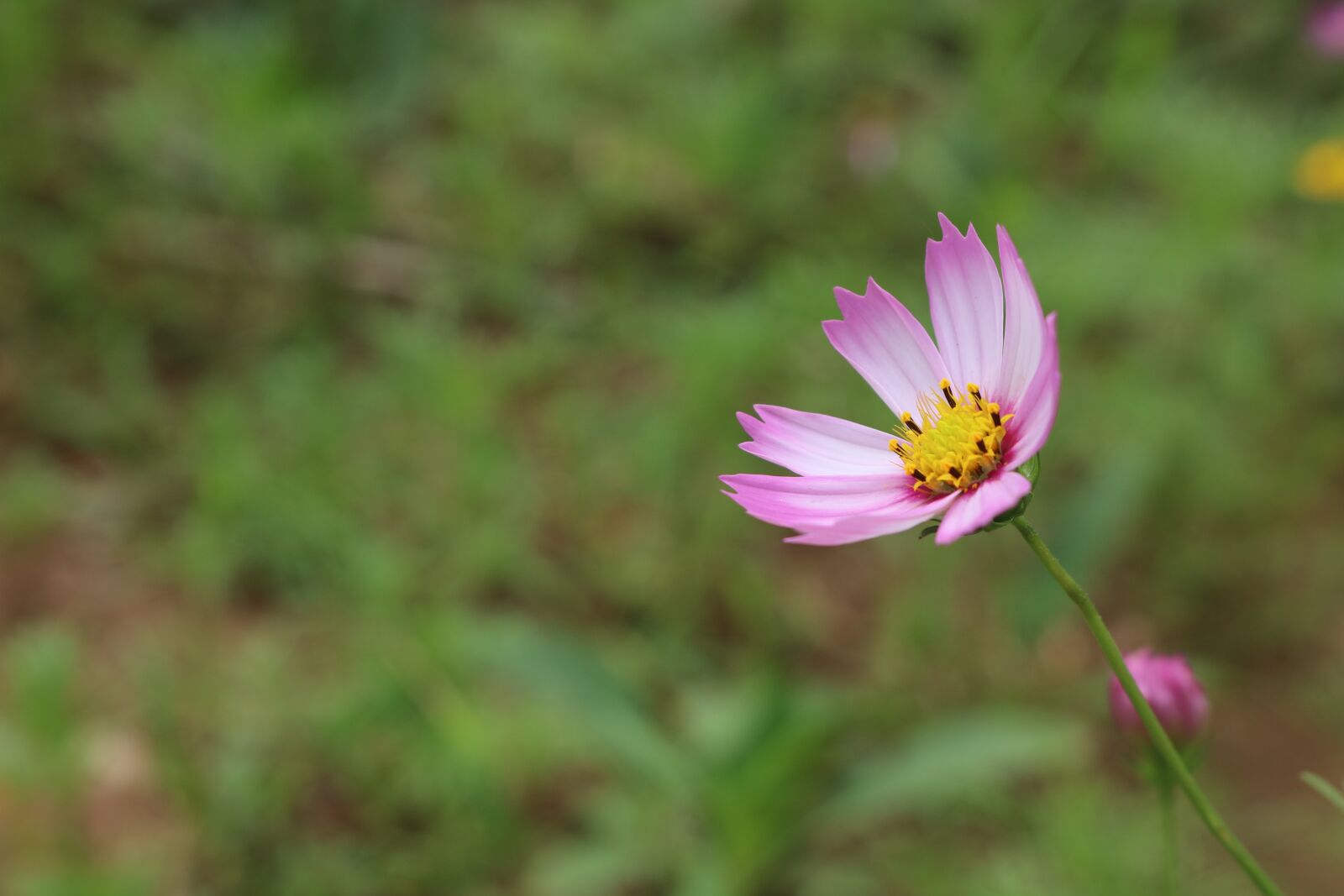 Canon EOS 750D (EOS Rebel T6i / EOS Kiss X8i) sample photo. Nature, plant, summer photography