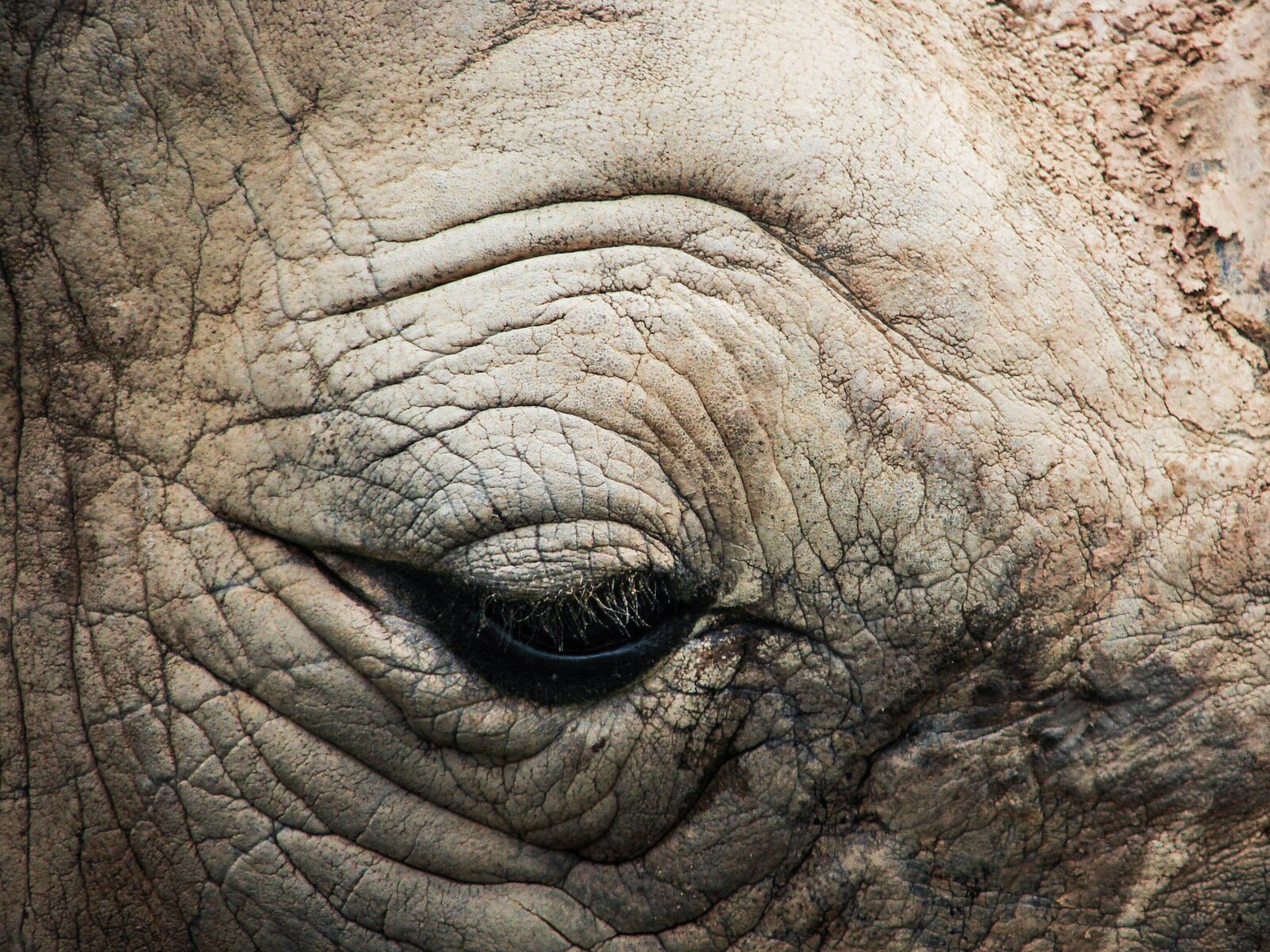 Sony DSC-H5 sample photo. Rhino, rhinoceros, zoo photography