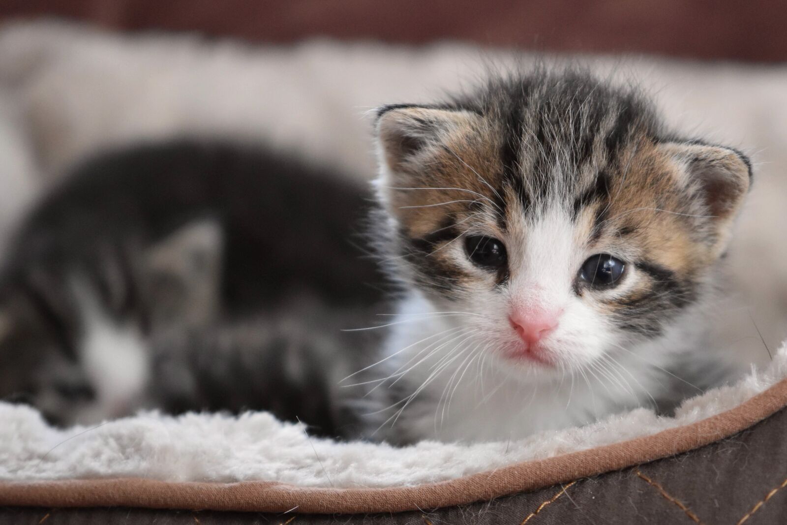 Nikon D5600 sample photo. Cat baby, kitten, cat photography