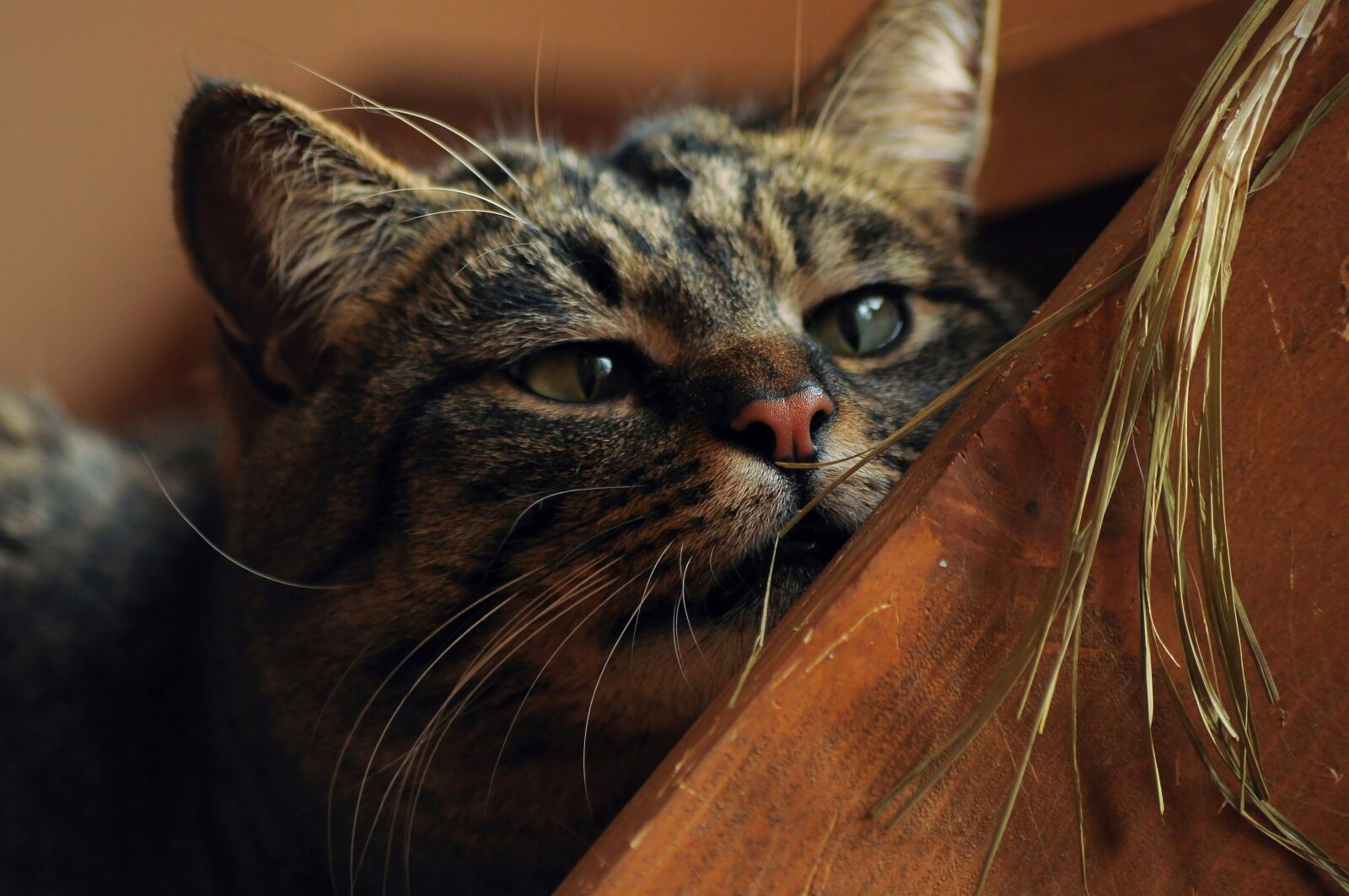 Nikon D90 sample photo. Cat, views, eyes photography