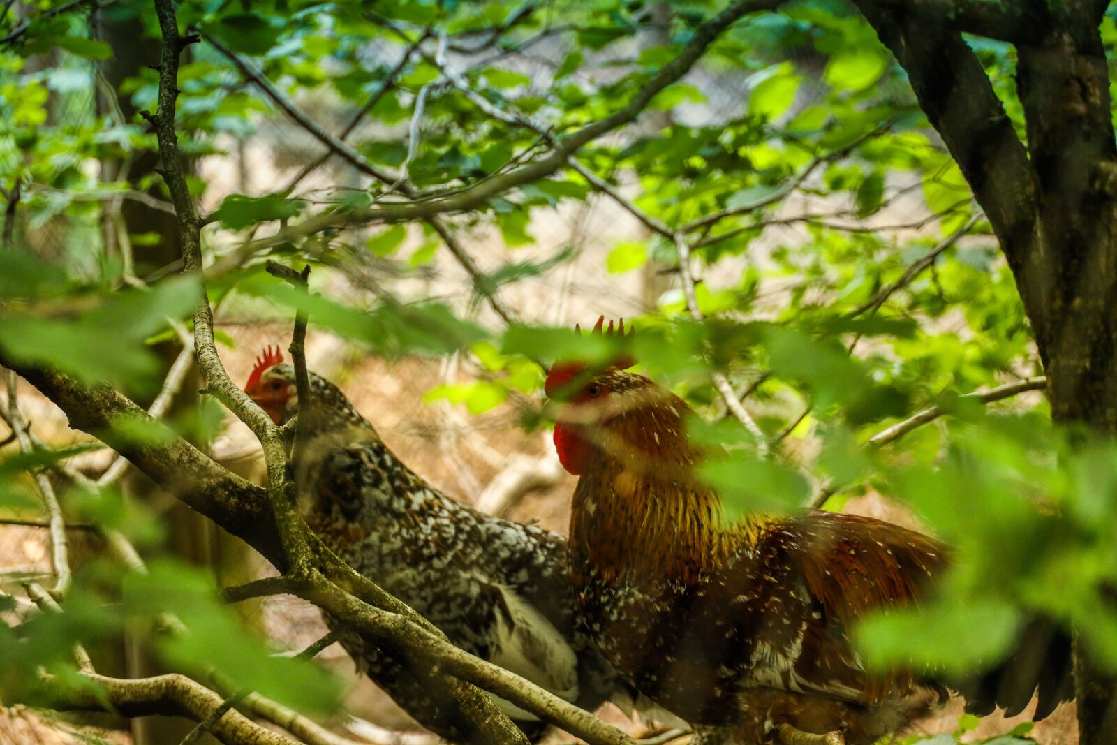Canon RF 24-240mm F4-6.3 IS USM sample photo. Hen, rooster, chicken photography