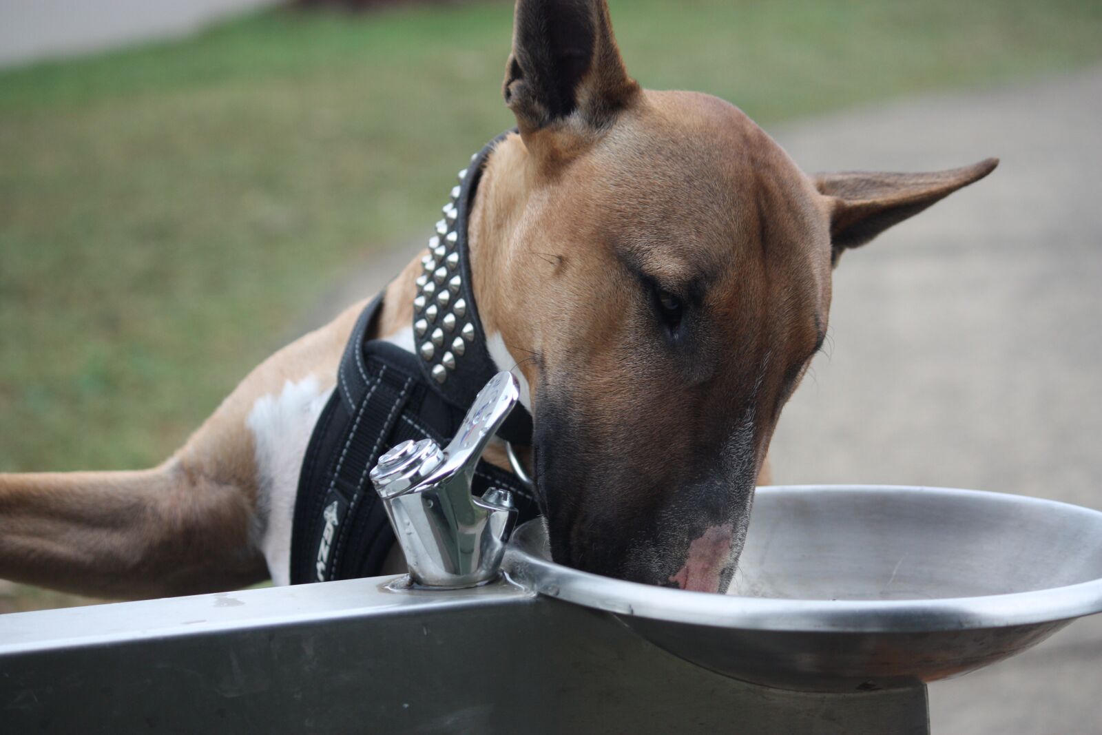 Canon EOS 450D (EOS Rebel XSi / EOS Kiss X2) sample photo. Bull terrier, english, bully photography
