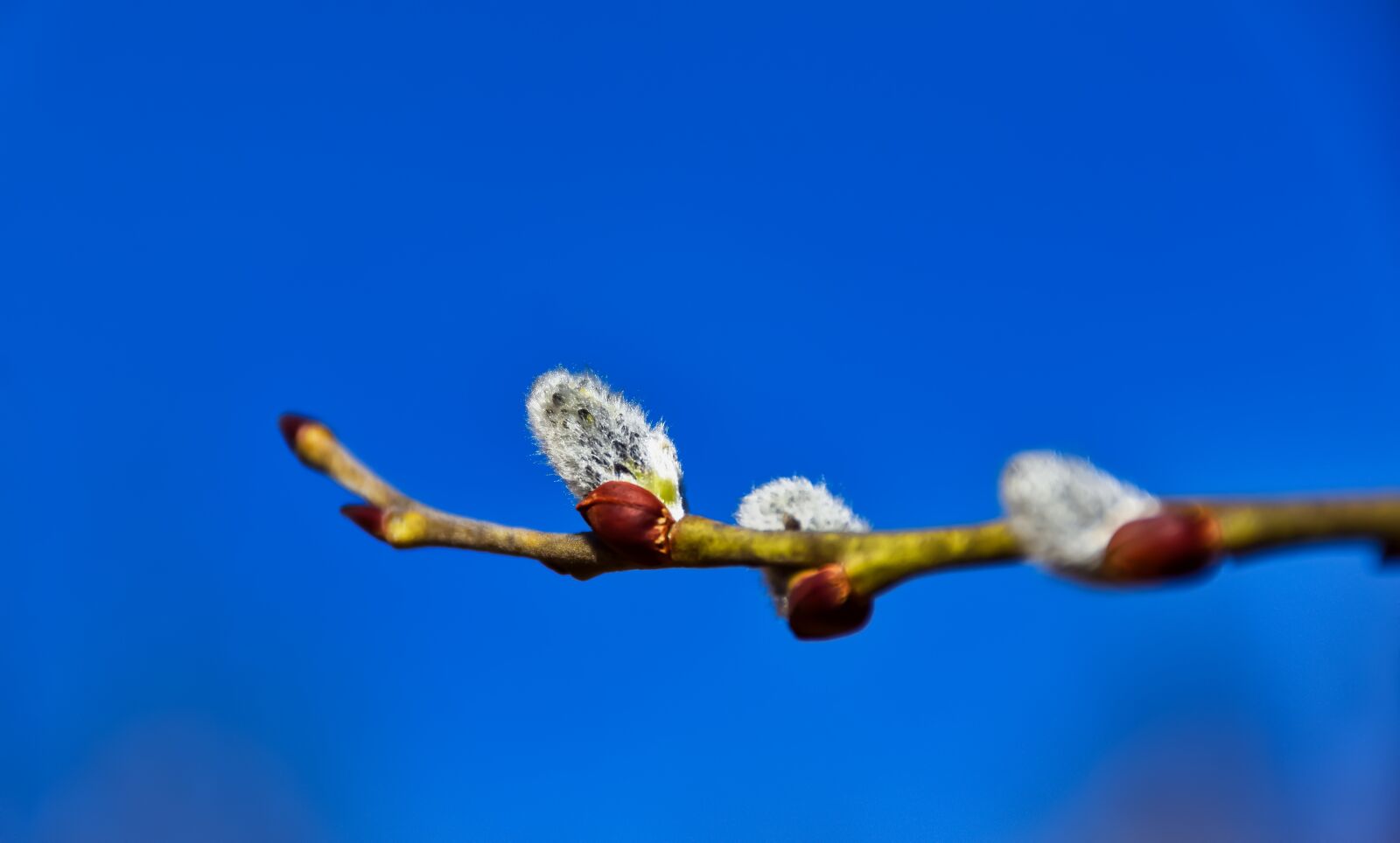 Nikon D3500 sample photo. Spring, nature, blossom photography