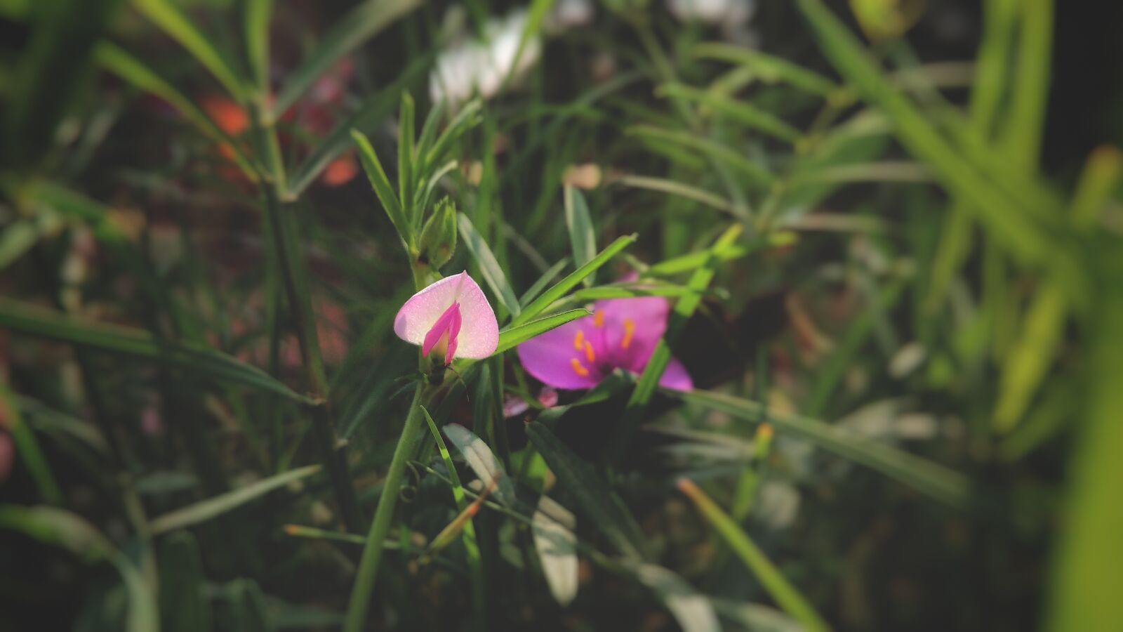 Xiaomi Redmi 4A sample photo. Nature, flower, flora photography