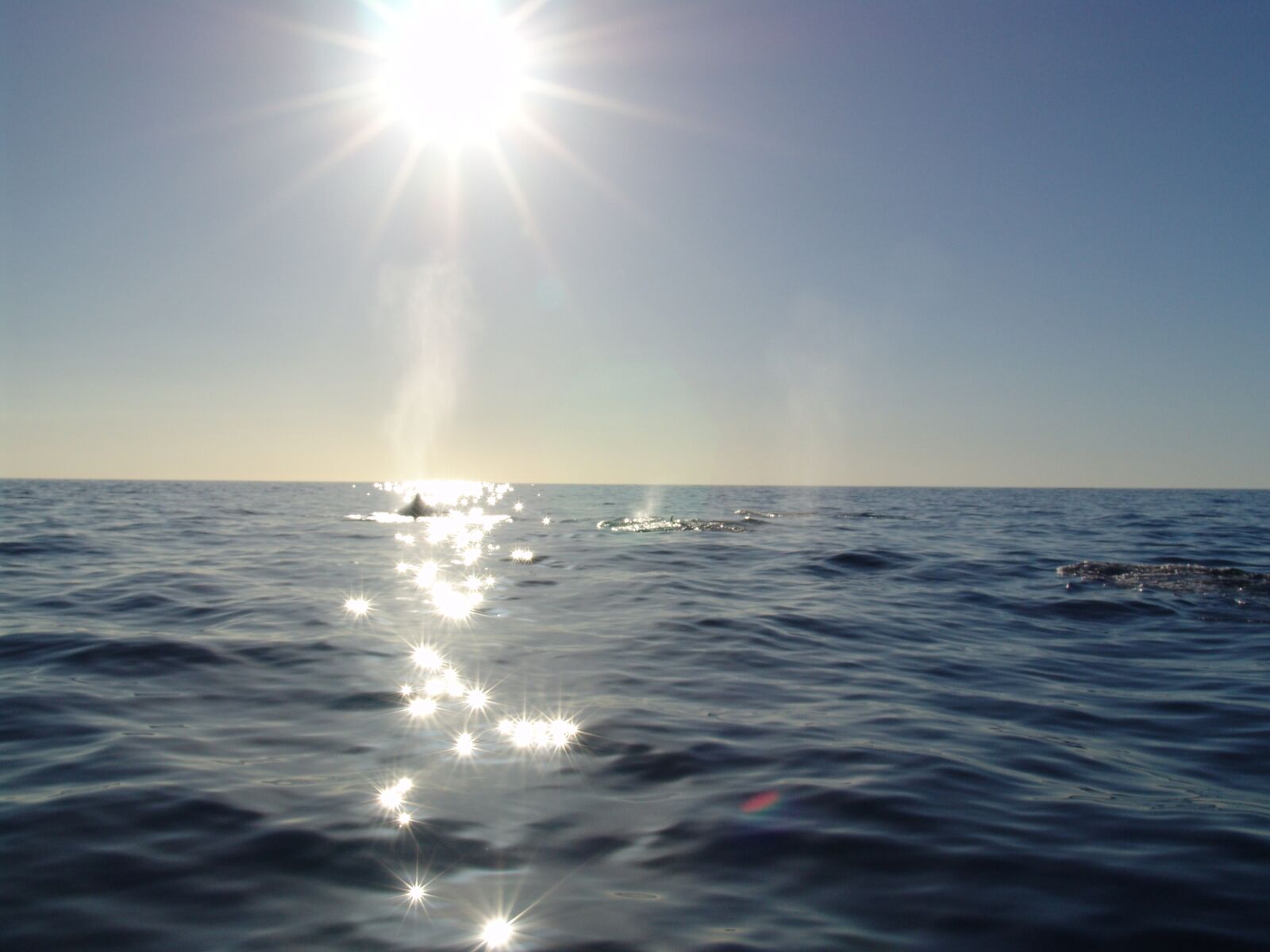 Sony DSC-F828 sample photo. Wal, the sea with photography