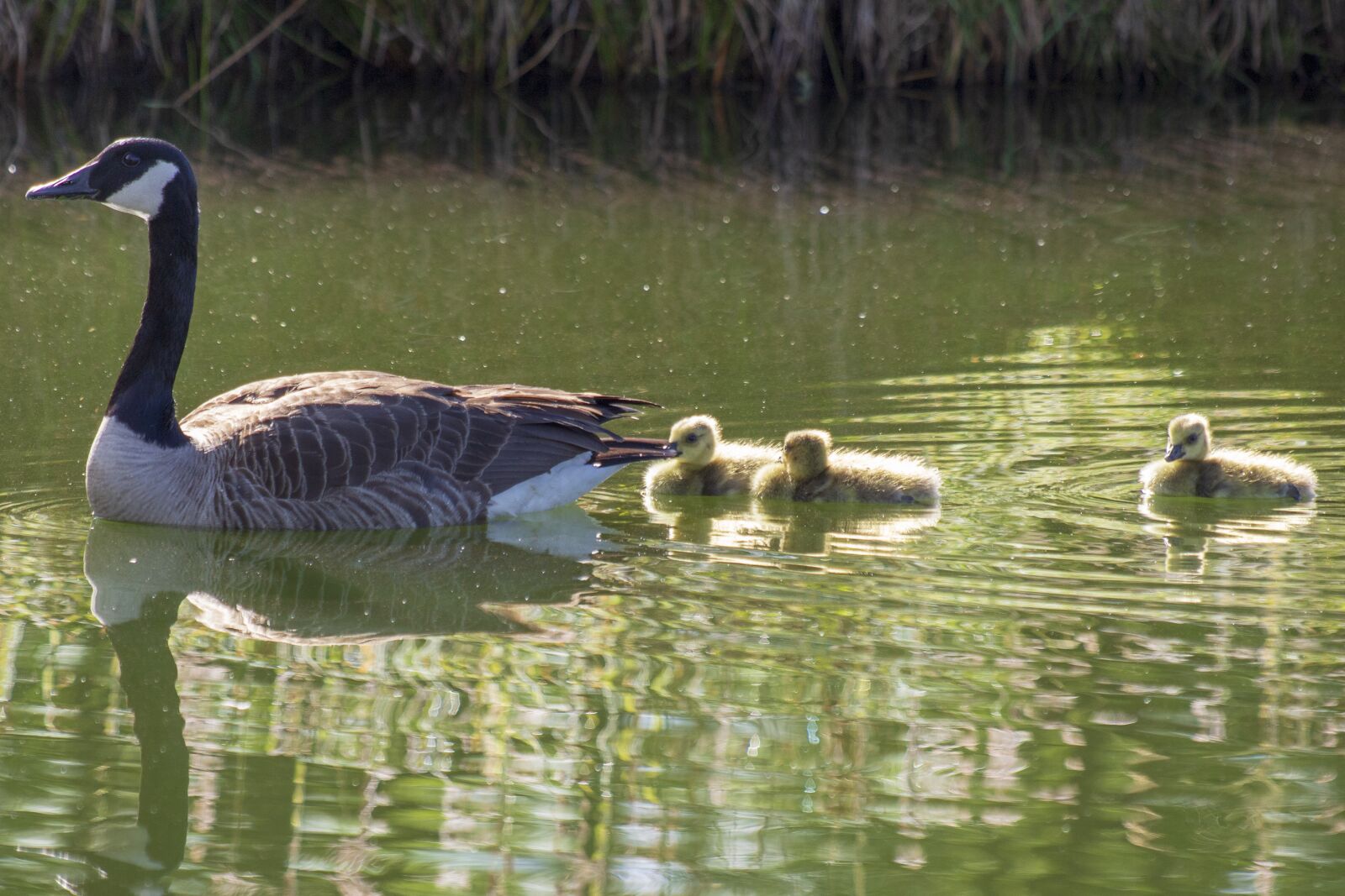Canon EOS 700D (EOS Rebel T5i / EOS Kiss X7i) + Canon EF 70-300 F4-5.6 IS II USM sample photo. Goose, geese, goslings photography