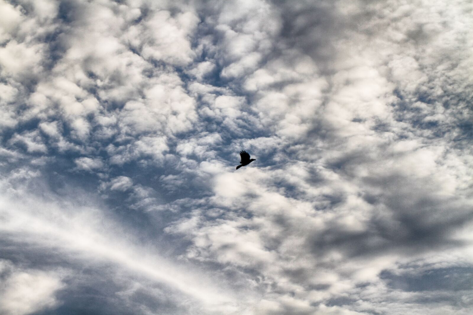 Canon EOS 7D sample photo. Sky, bird, cloud photography