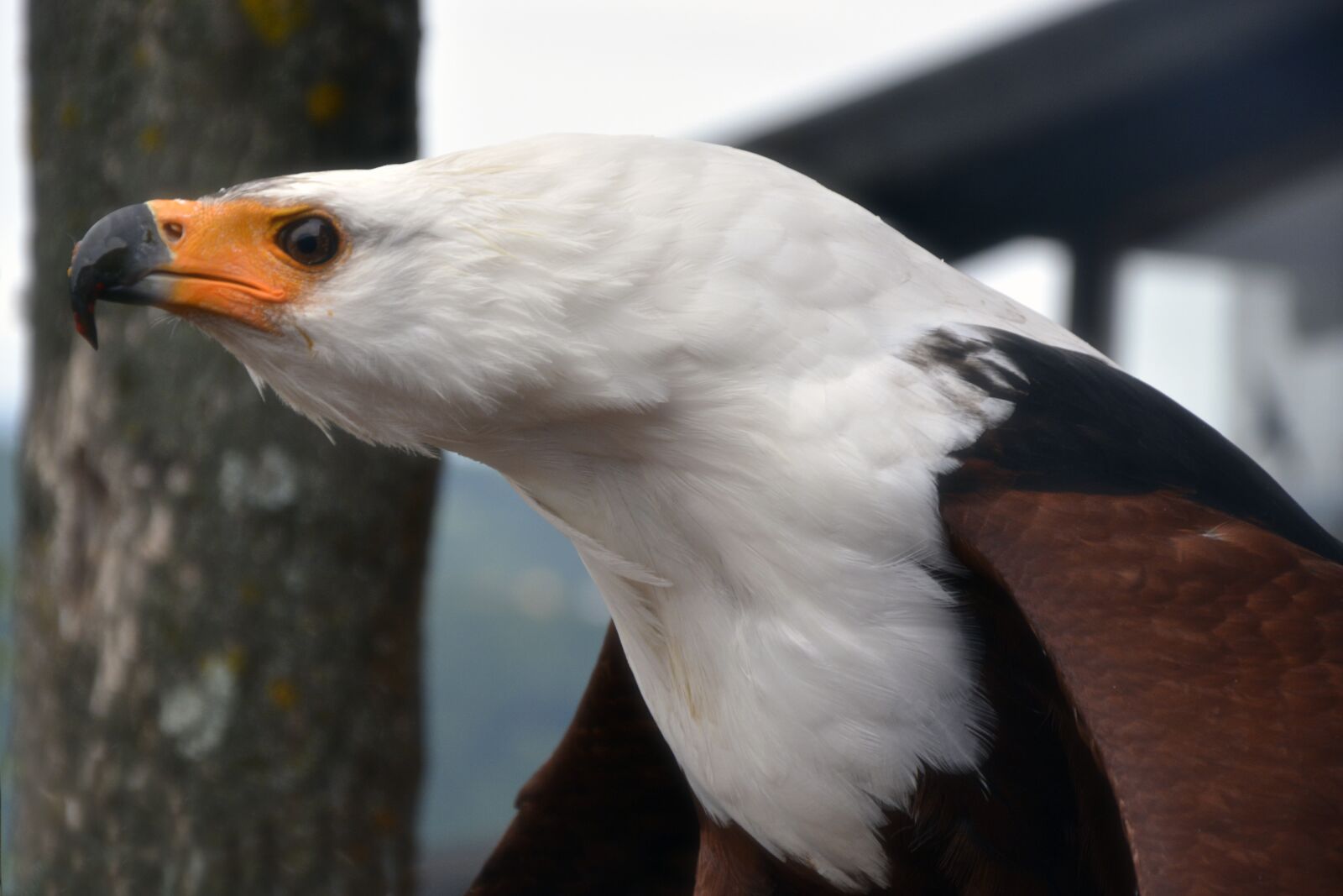 Nikon D5200 sample photo. Adler, bird, raptor photography
