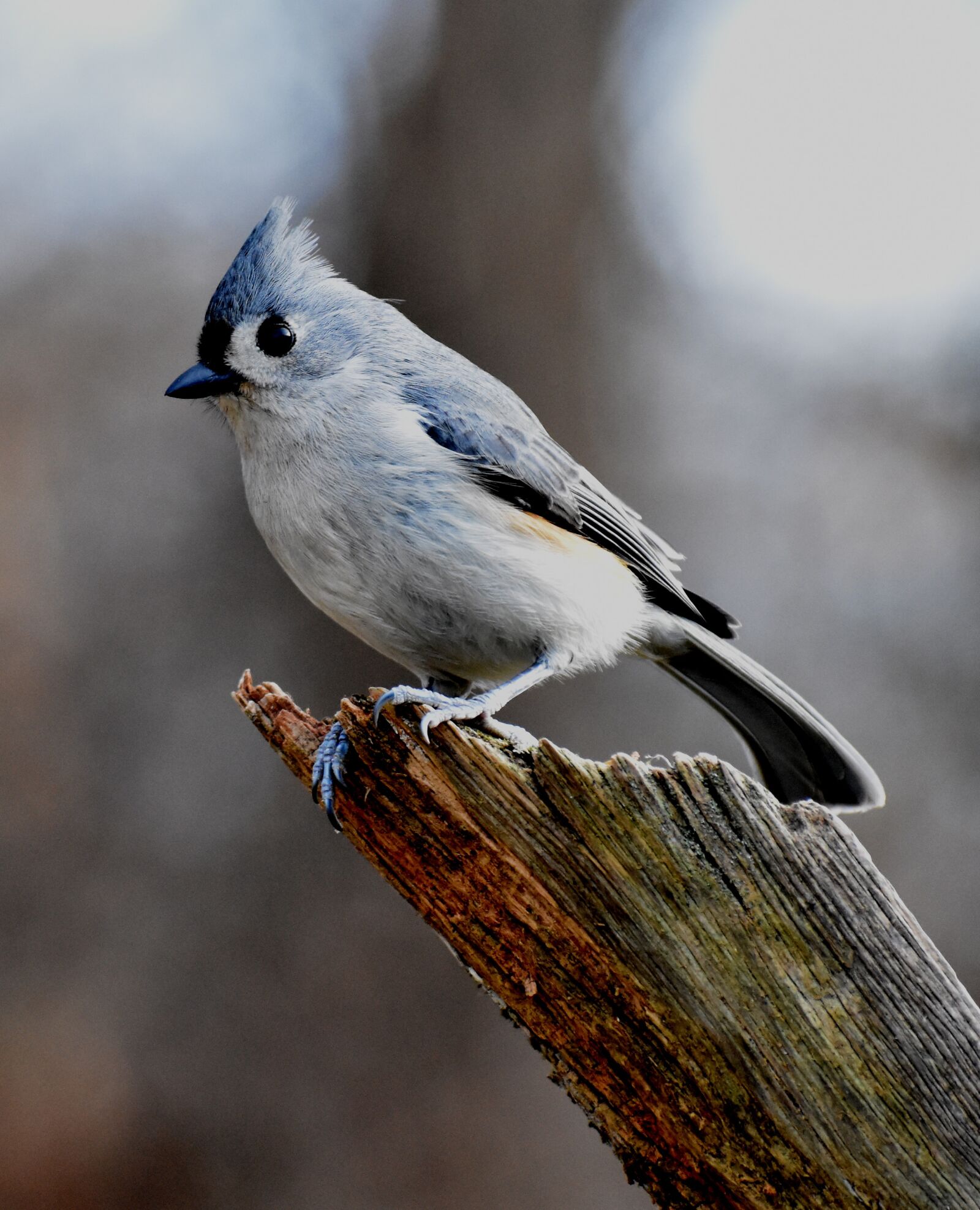 Nikon D3400 sample photo. Bird, tufted titmouse, vertical photography