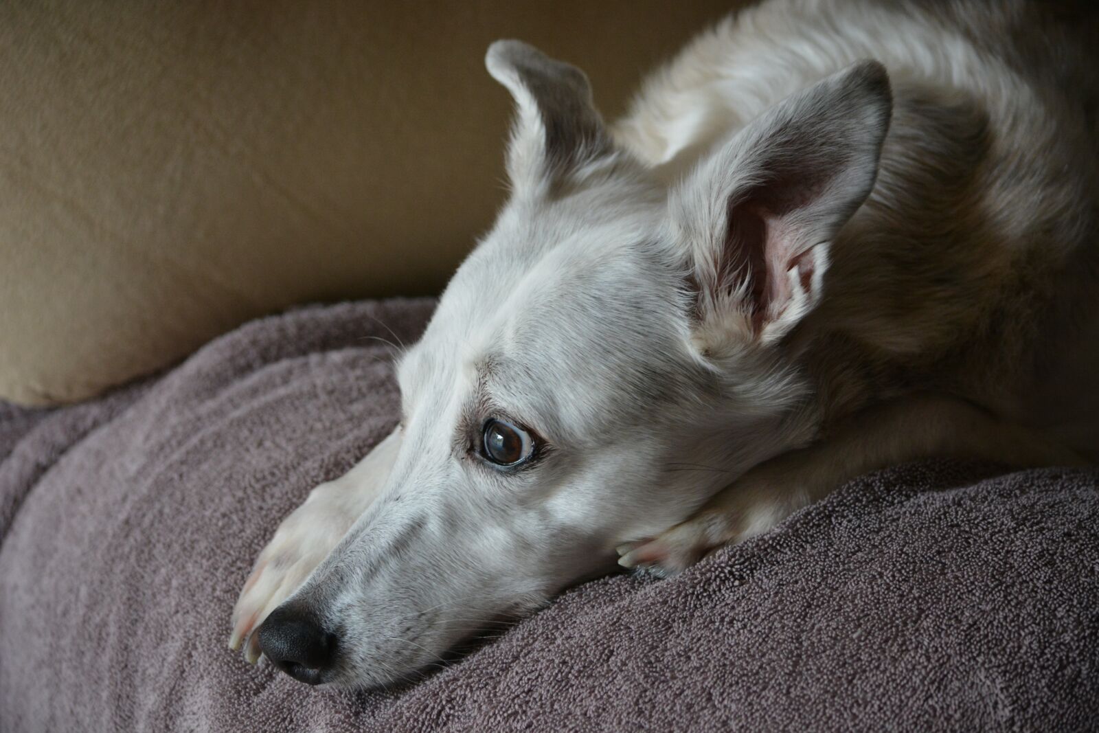 Nikon D5200 sample photo. Whippet, dog, pet photography