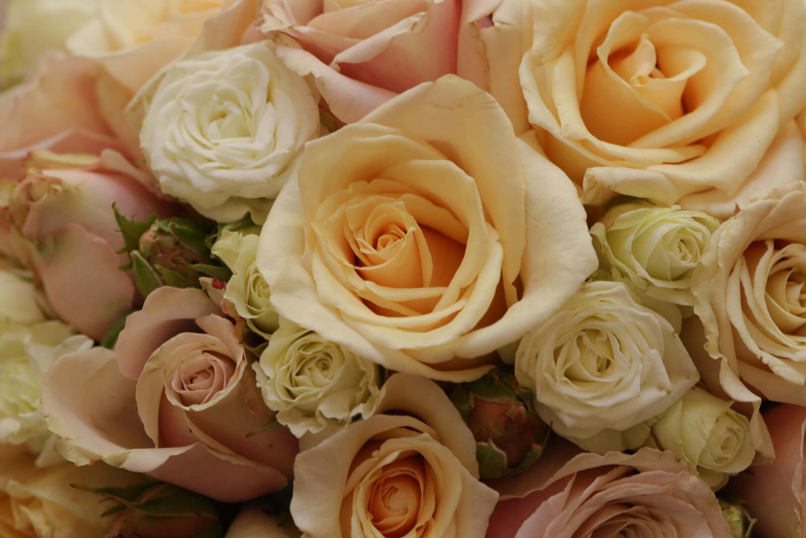 Canon EF 100mm F2.8 Macro USM sample photo. Bouquet, white flower, roses photography