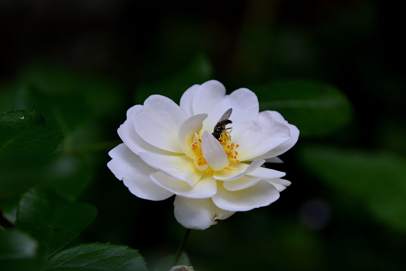 Nikon D5200 sample photo. Pink, flowers, insect photography