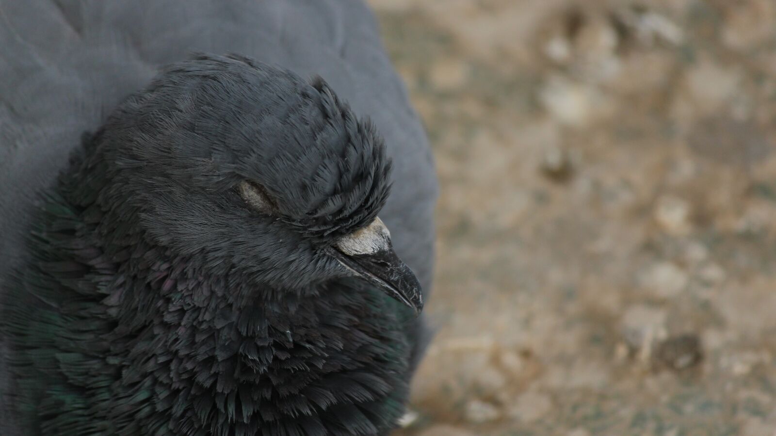 Canon EOS 700D (EOS Rebel T5i / EOS Kiss X7i) sample photo. Wildlife, animal, nature photography