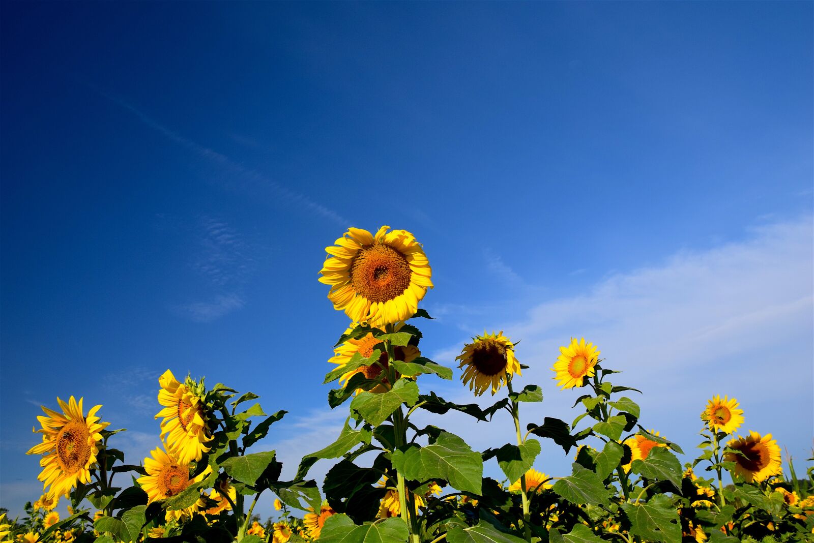 Nikon D3300 sample photo. Sunflower, field, sky photography