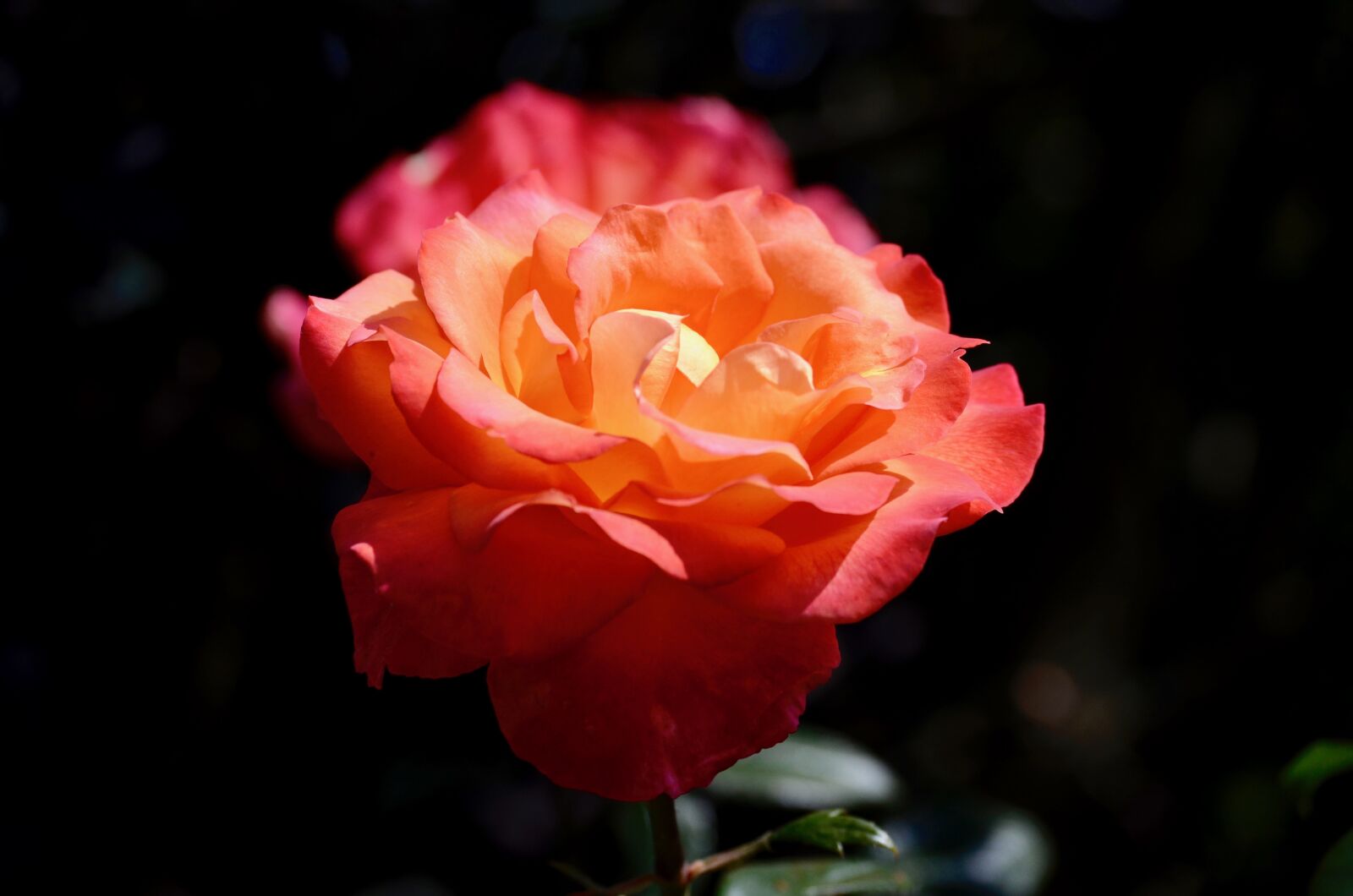 Nikon D5100 sample photo. Rose, blossom, bloom photography