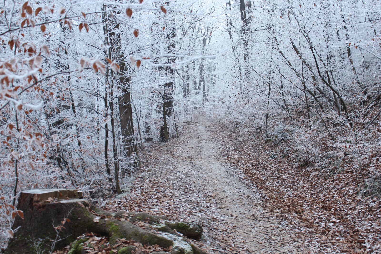 Canon EOS 600D (Rebel EOS T3i / EOS Kiss X5) sample photo. Winter, cold, frost photography