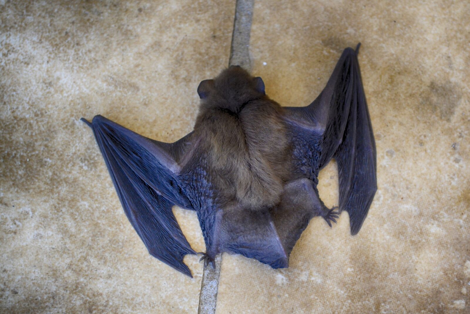 Nikon D3100 sample photo. Bat, close-up, animal photography