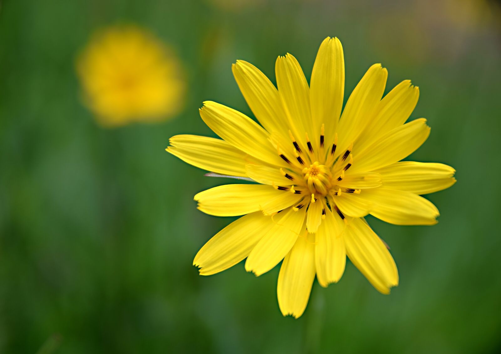 Nikon D5300 sample photo. Flower, field bloom, meadow photography