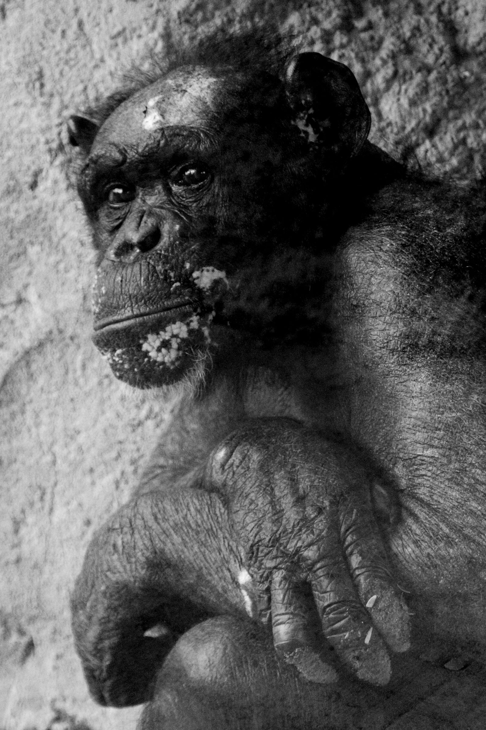 Canon EOS 600D (Rebel EOS T3i / EOS Kiss X5) sample photo. Chimpanzee, zoo, monkey photography