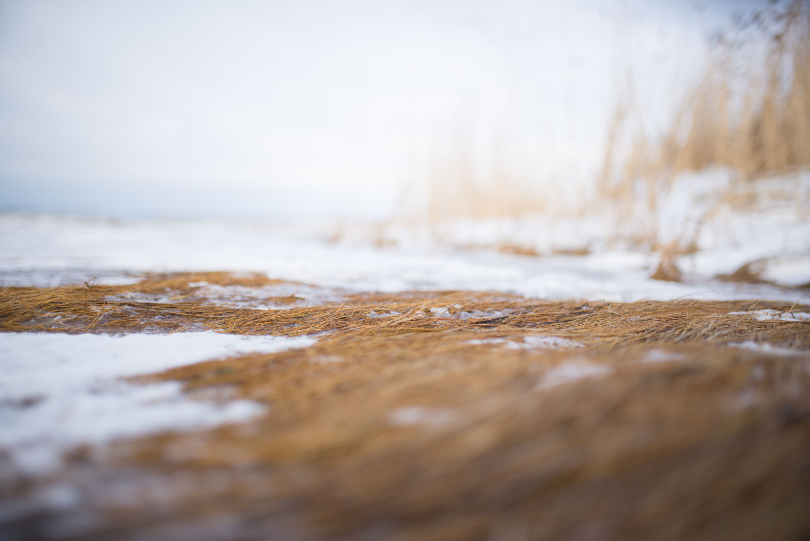 Nikon D600 + Sigma 35mm F1.4 DG HSM Art sample photo. Cold, nature, nature, park photography