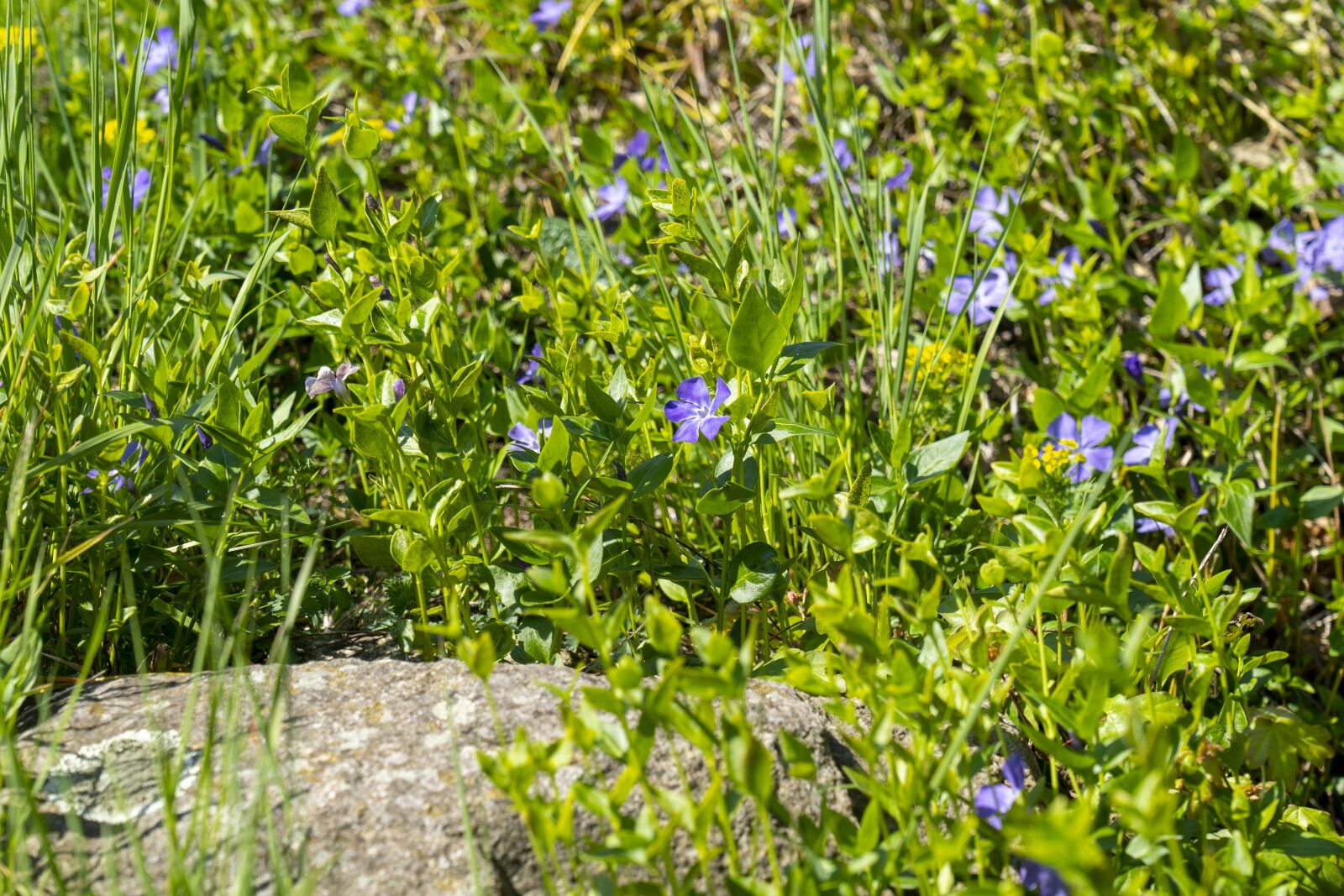 Sony FE 24-105mm F4 G OSS sample photo. Vinca, vinca minor, zemozele photography