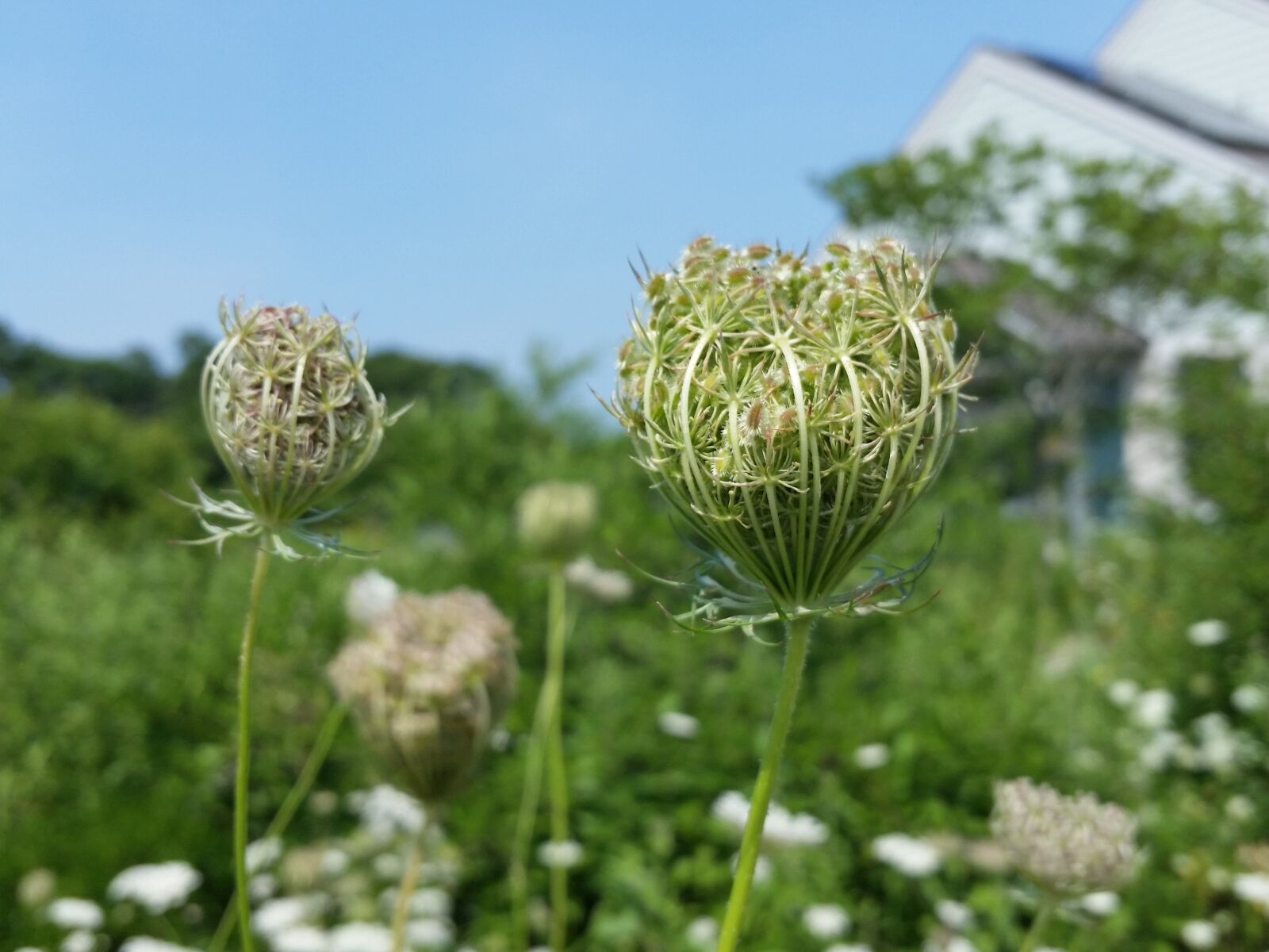 Samsung Galaxy S5 sample photo. Flowers, plants, field photography