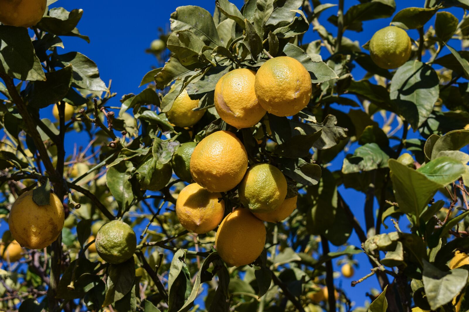 Nikon D3300 sample photo. Lemon, lemon tree, morning photography