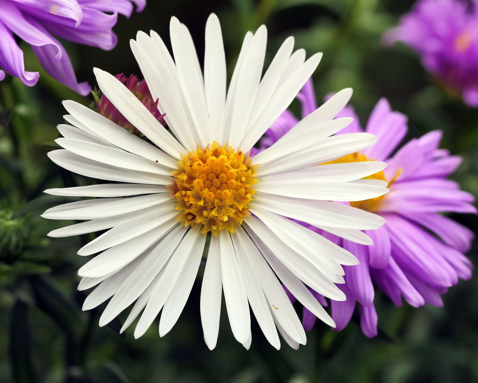 Panasonic Lumix DMC-GX8 sample photo. White aster, false-color, albino photography