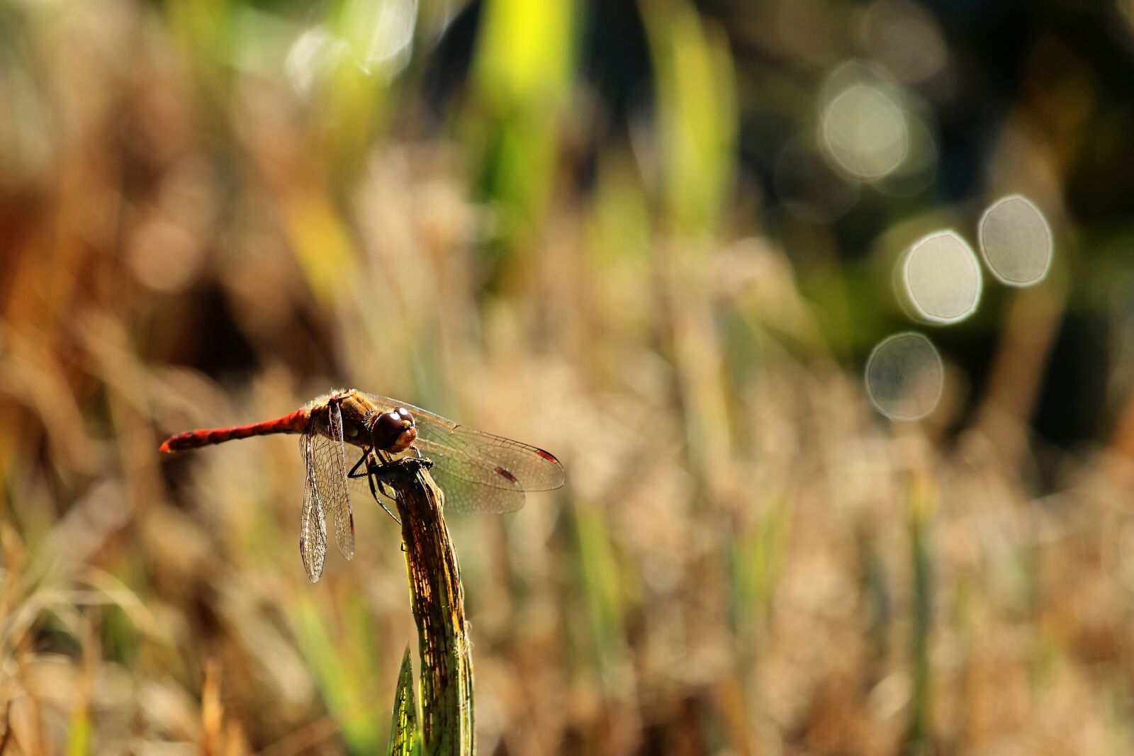 Canon EF-S 55-250mm F4-5.6 IS STM sample photo. Darter sympetrum, wing, dragonfly photography