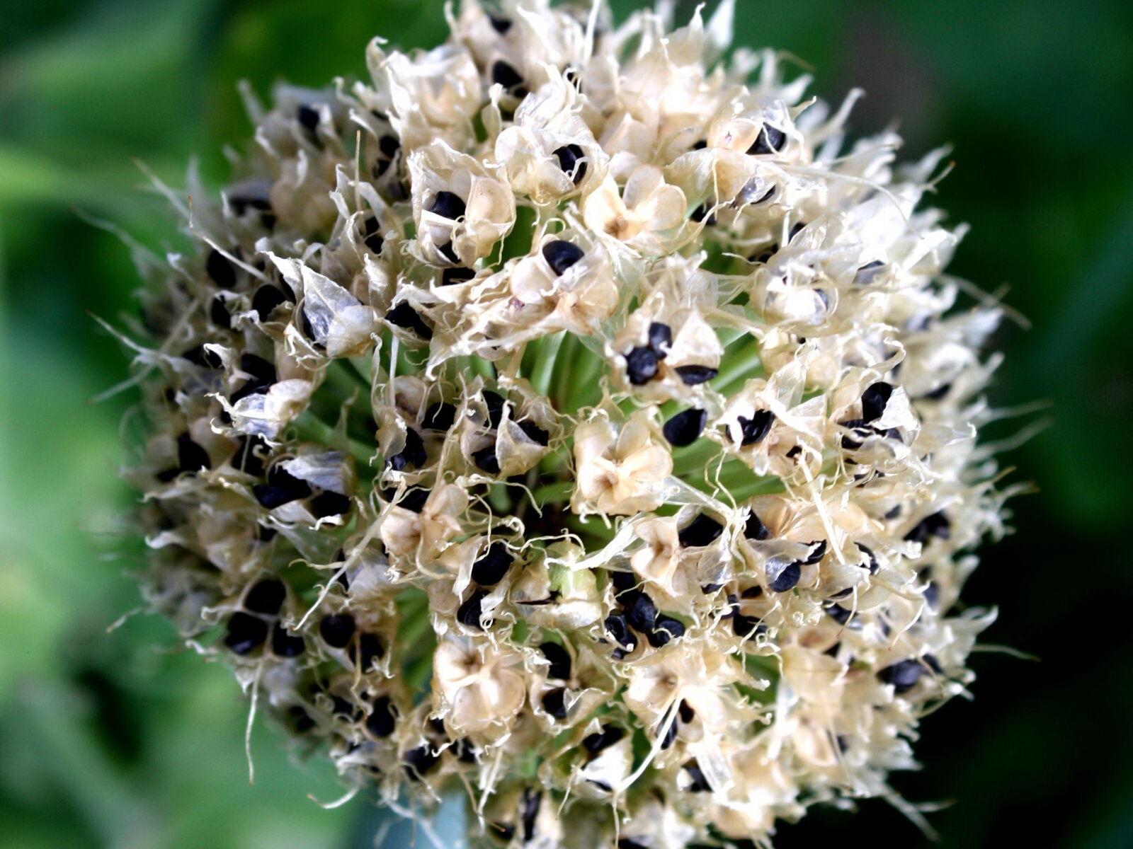 Canon EOS 1000D (EOS Digital Rebel XS / EOS Kiss F) sample photo. Onion seed, pods photography