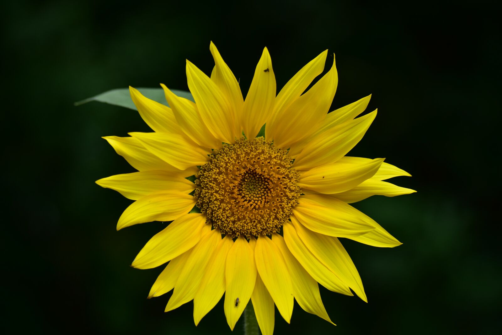 Nikon D7200 sample photo. Sunflower, yellow, inflorescence photography