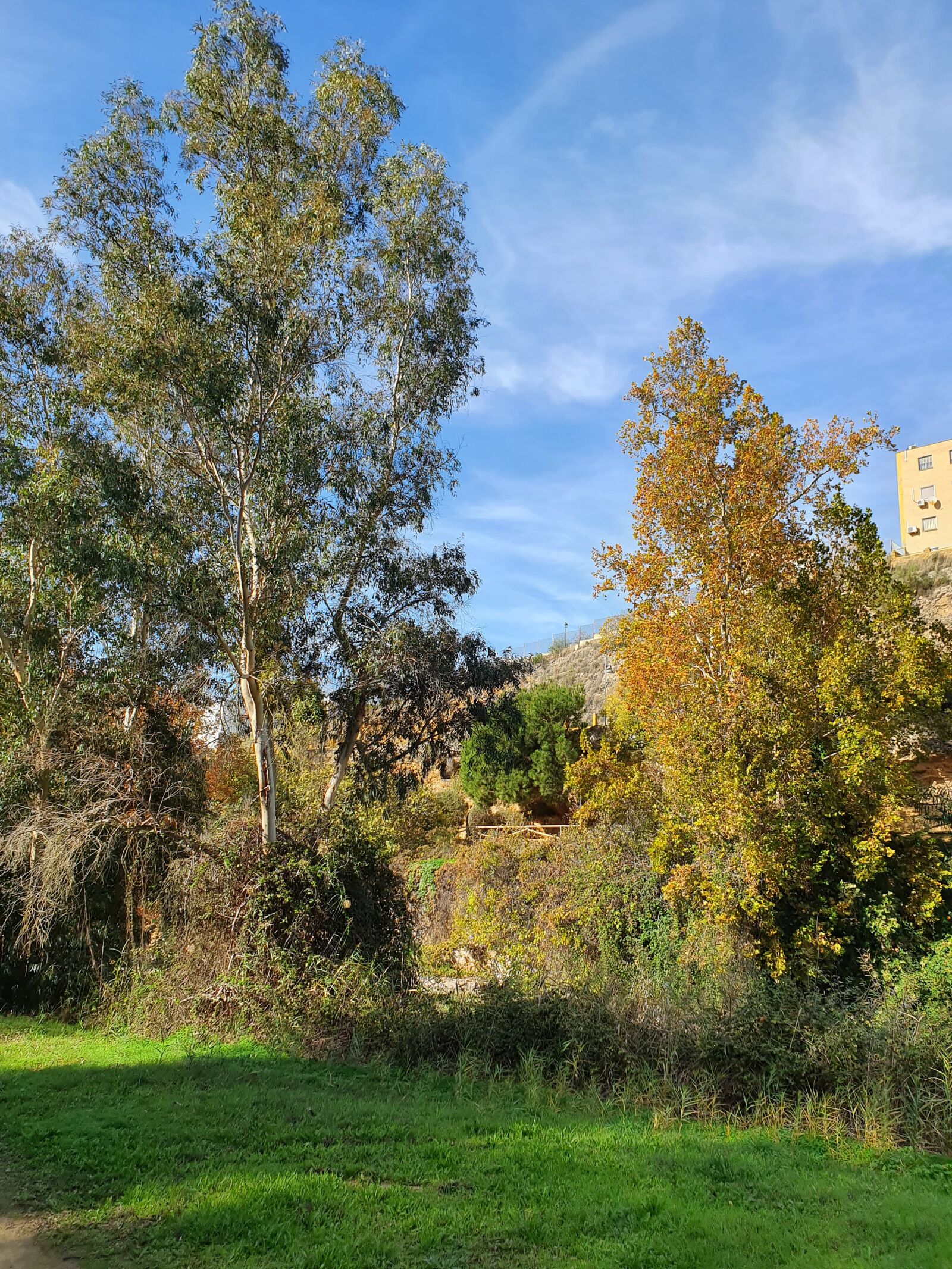 Samsung Galaxy S10+ sample photo. Arboles, cielo, naturaleza photography