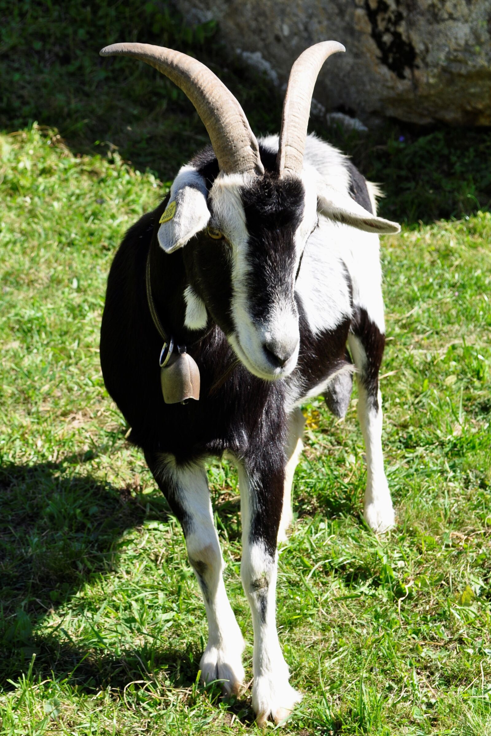 Nikon D90 sample photo. Goat, swiss, horns photography