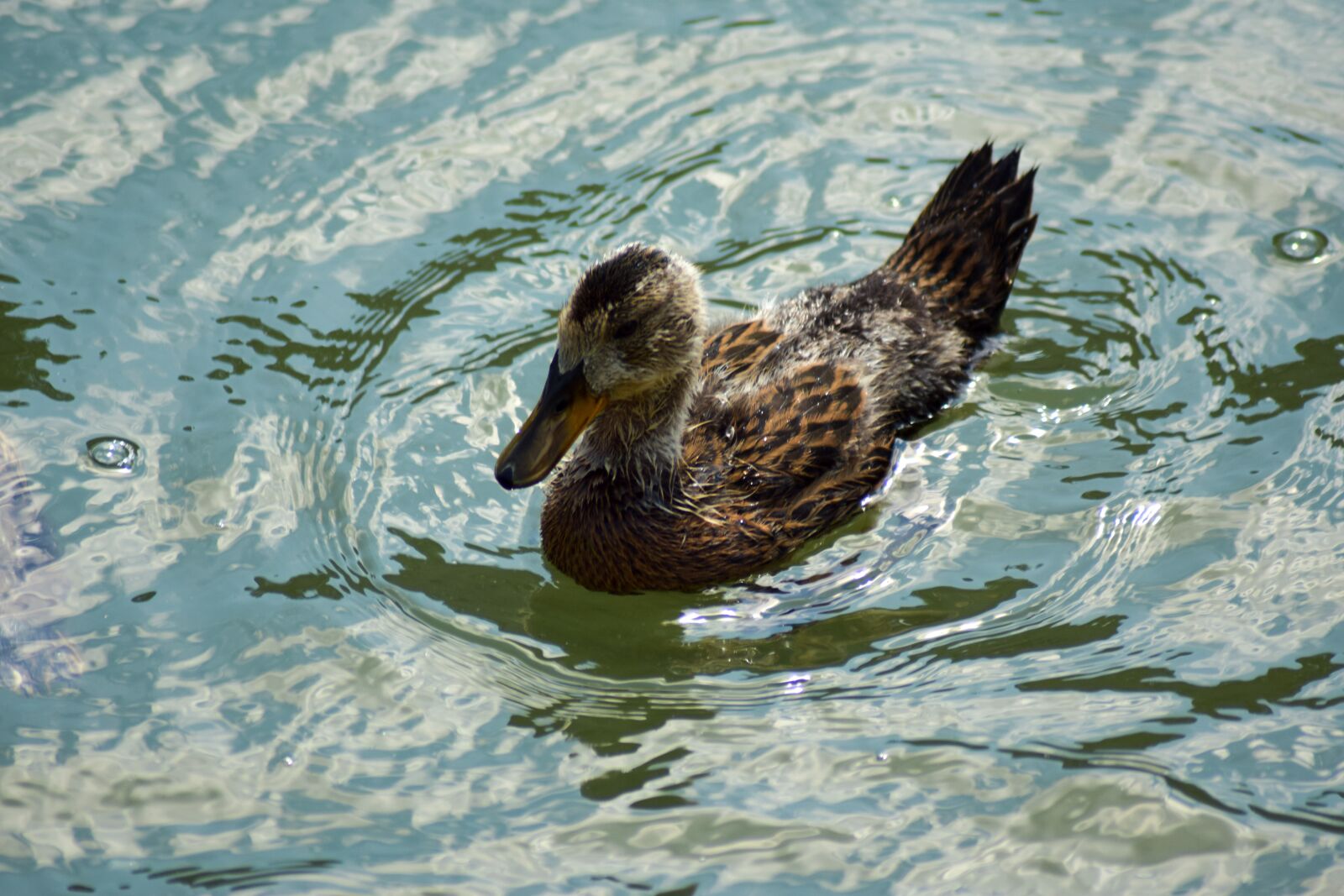 Nikon D5300 sample photo. Duck, water, pond photography