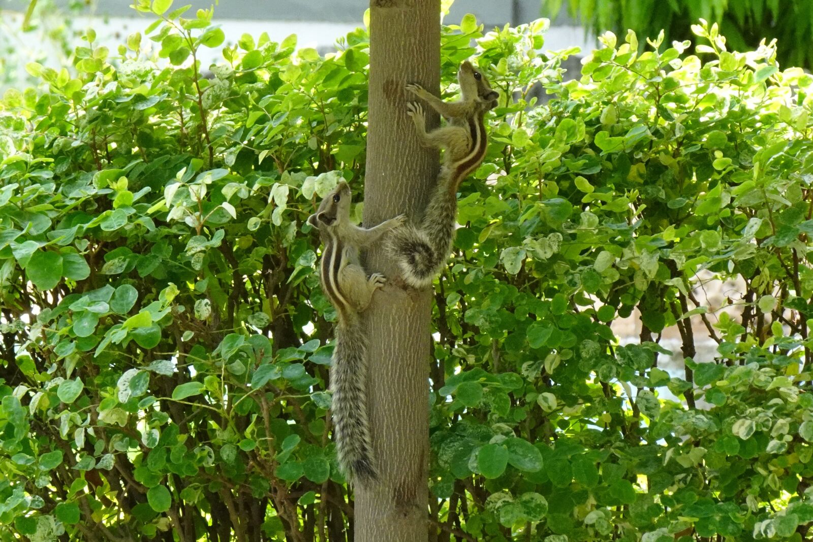 Sony DSC-WX800 sample photo. Squirrel, baby, indian palm photography