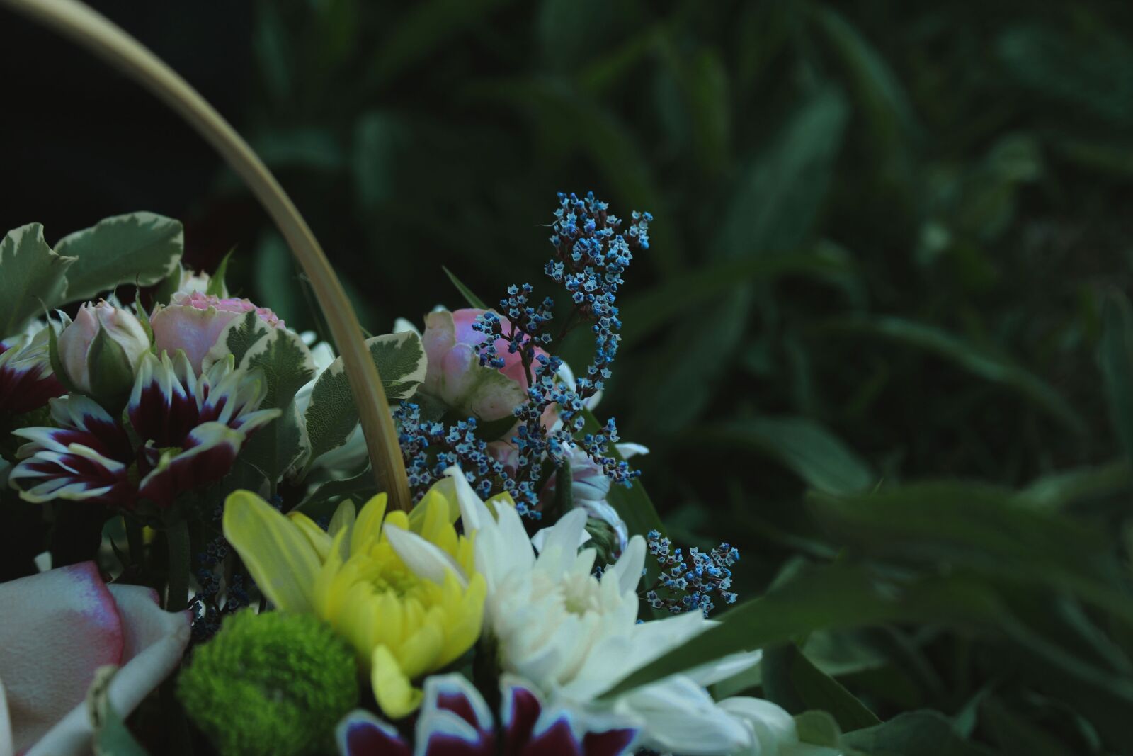 Canon EOS 1200D (EOS Rebel T5 / EOS Kiss X70 / EOS Hi) sample photo. Flowers, beauty, tenderness photography