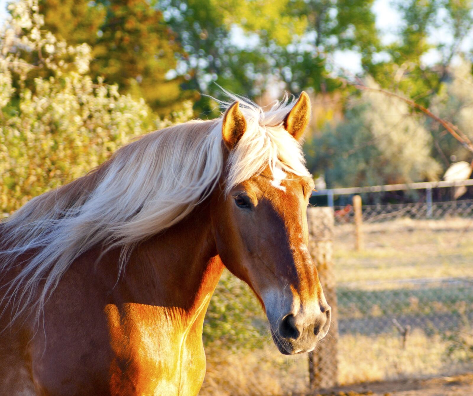 Sony Alpha DSLR-A700 sample photo. Horse, draft horse, clydesdale photography