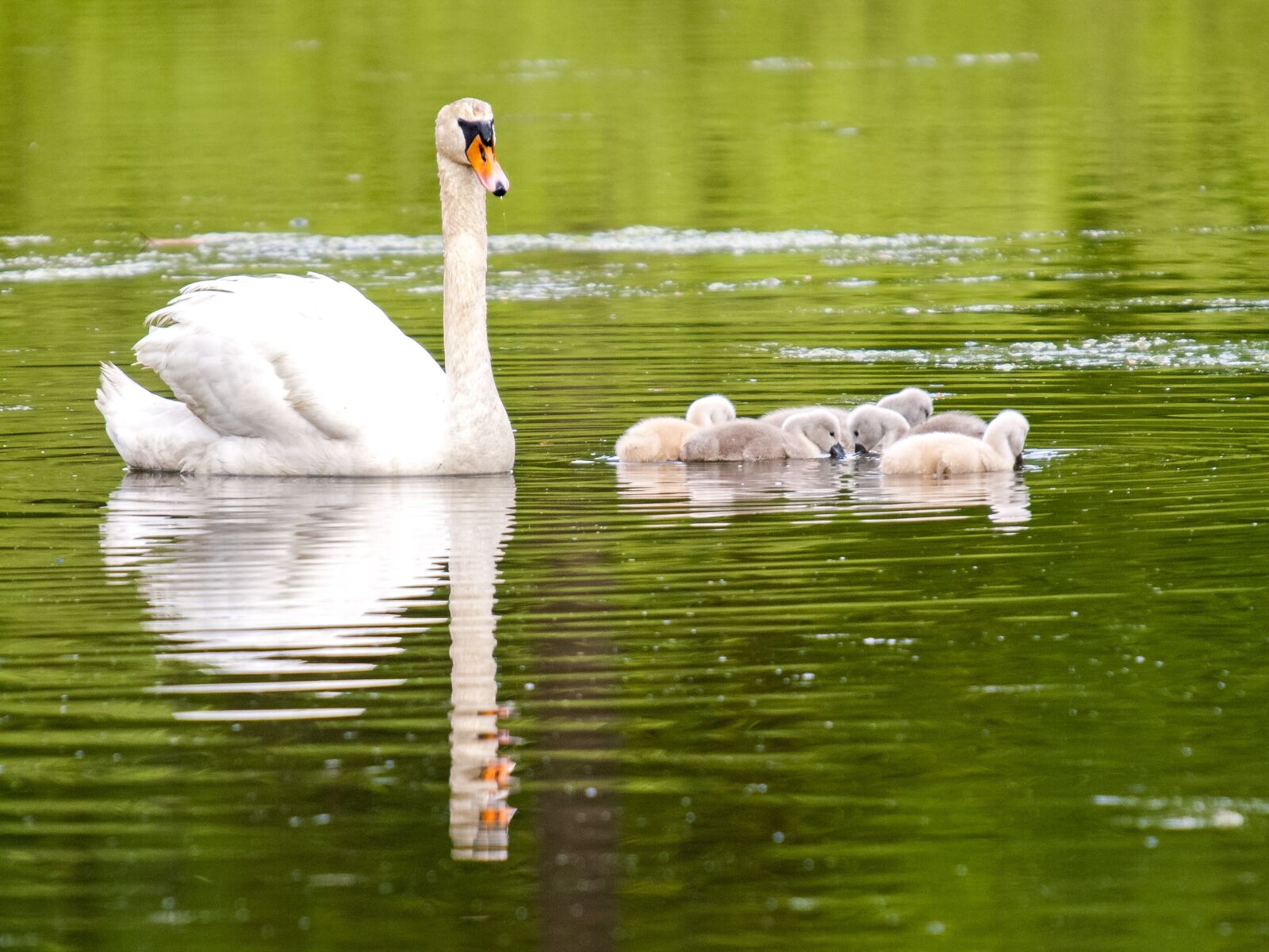 Olympus E-3 sample photo. Mute swan, swan, chicks photography