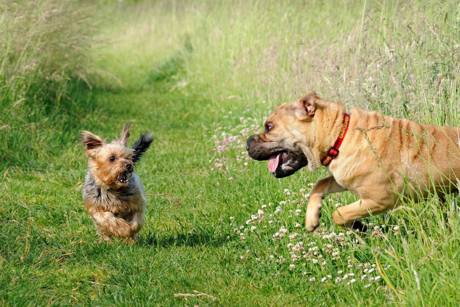 Nikon D300 sample photo. Dog, grass, animal, cute photography
