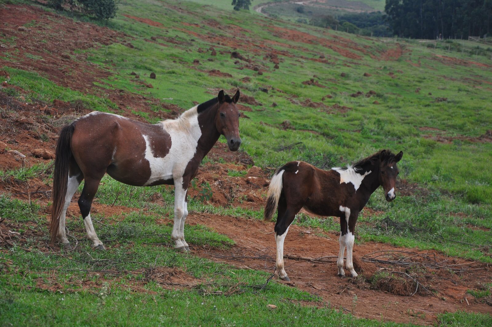 Nikon D90 sample photo. Horses, farm, animal photography