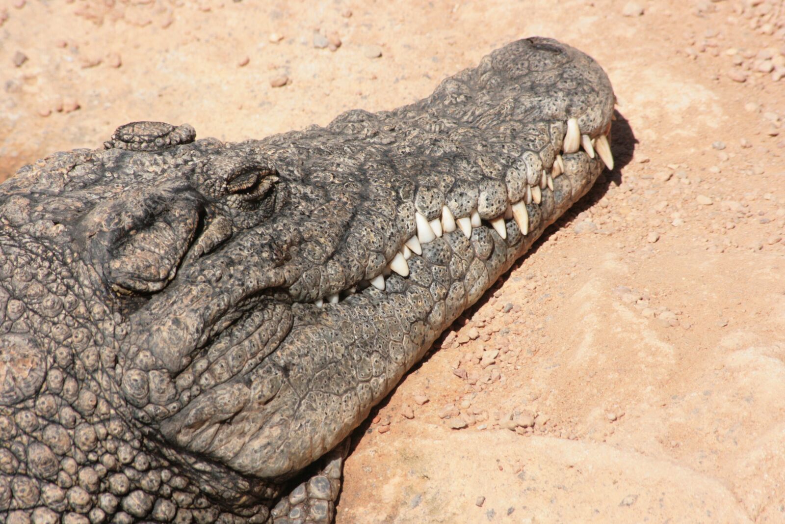 Canon EOS 400D (EOS Digital Rebel XTi / EOS Kiss Digital X) sample photo. Crocodile, cayman, animal photography