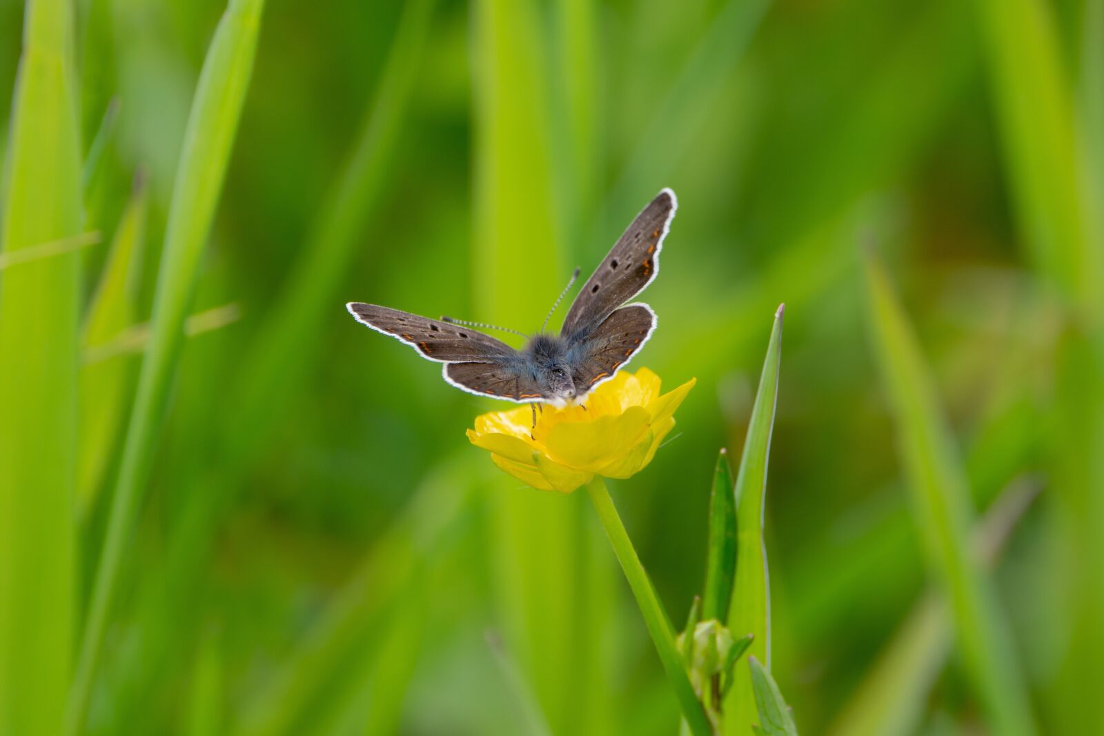 Nikon D7200 sample photo. Blue also dark brown photography