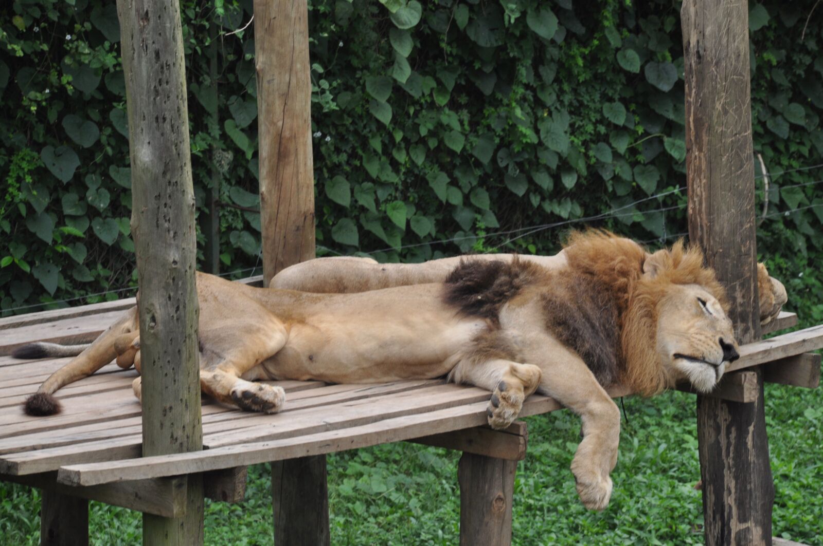 Nikon D5000 sample photo. Uganda, africa, wild animals photography