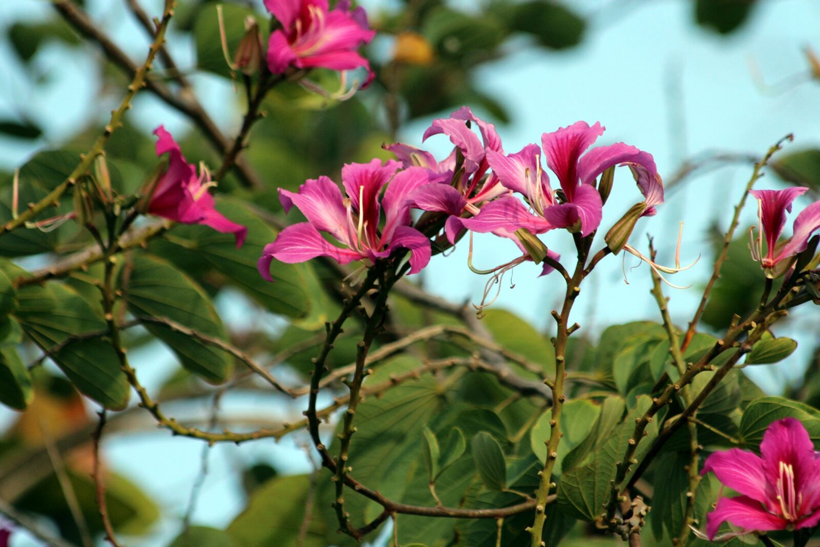 Canon EOS 650D (EOS Rebel T4i / EOS Kiss X6i) sample photo. Flowering tree, flower, plant photography