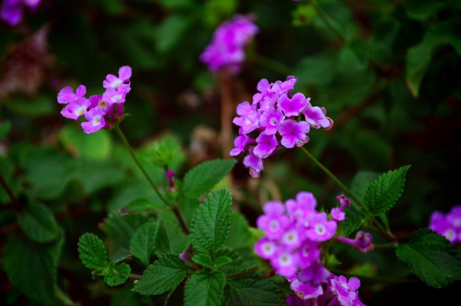 Nikon D5100 sample photo. Purple, flower, bloom photography